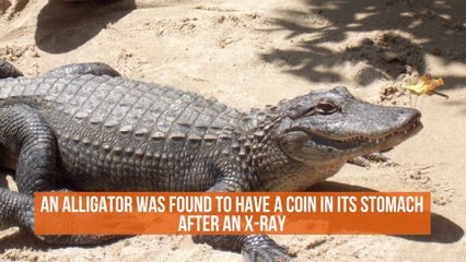 The Alligator Xray