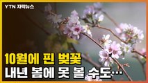 [자막뉴스] 봄도 아닌데? 10월에 핀 벚꽃의 몸부림 / YTN