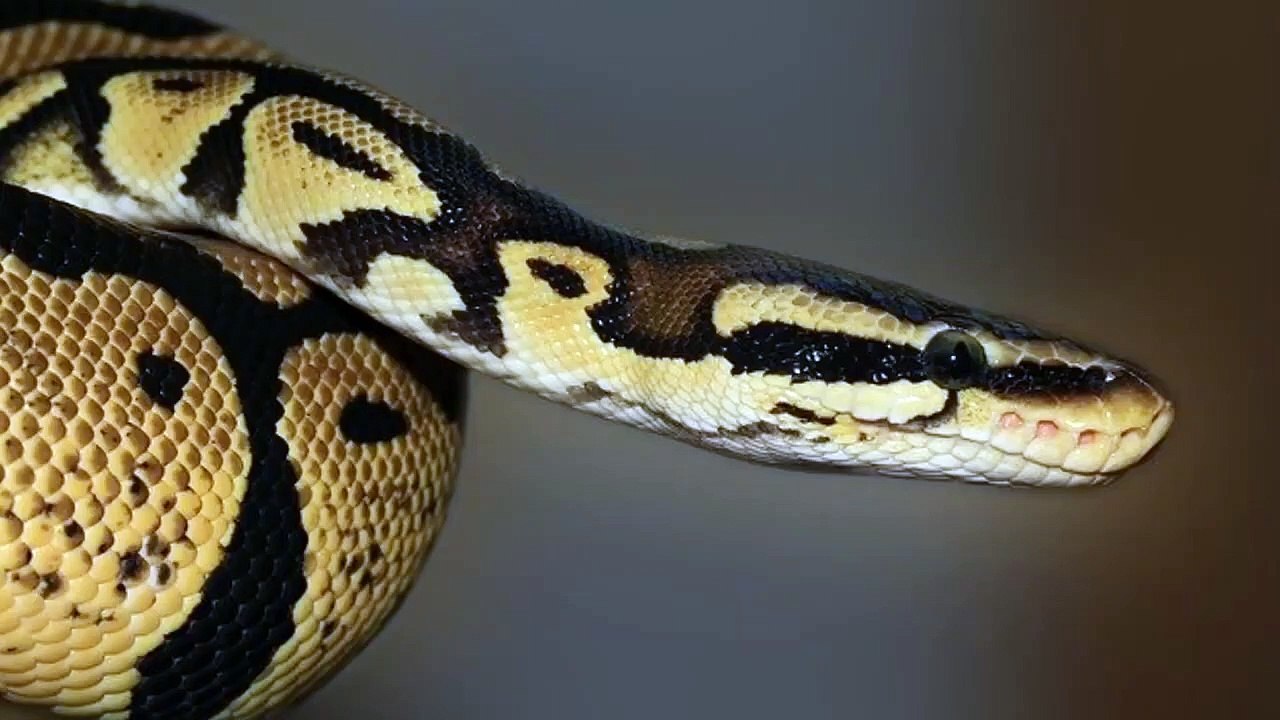 King Cobra Vs Python Who Will Win_ An Analysis