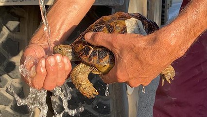 Video herunterladen: Yangında mahsur kalan kaplumbağaları böyle kurtardılar