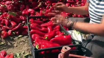 Kapya biber çiftçiyi yaktı