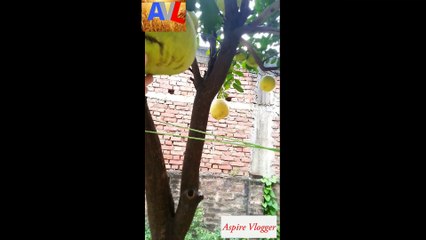 My First Vlog Hometown Vlog