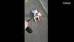 Cute dog absolutely does not want to go home from a walk | Moon TV news