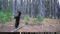 Bear Finds Perfect Back Scratcher