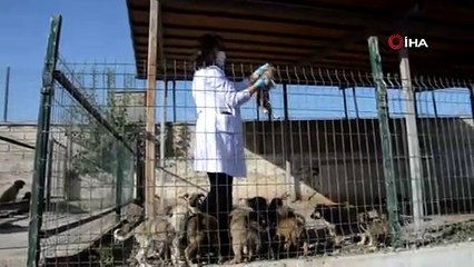 3 yılda bine yakın sokak köpeği sahiplendirildi