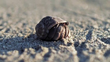 A small animal walks on sand