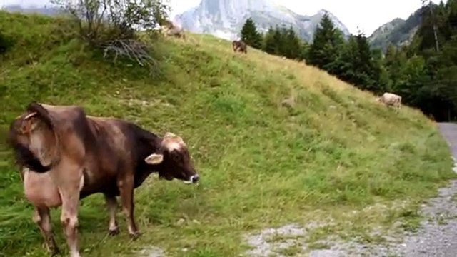 DSC_9769 Unterwasser CH lac Gräppelensee, cloches, appel vaches