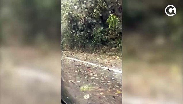 Queda de árvores interdita pista da BR 262 em Domingos Martins