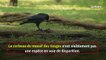 Dans les Vosges, une nouvelle affaire de corbeau sème la discorde