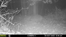Another raccoon with a longer tail following the trail of a raccoon with a shorter tail that passed through 15 minutes earlier MFDC0361