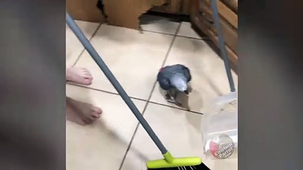 Insistent parrot helps his owner sweep the floor