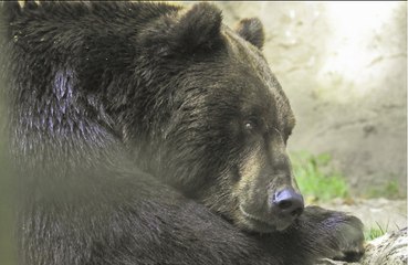 Bear filmed roaming around lodge in Colorado