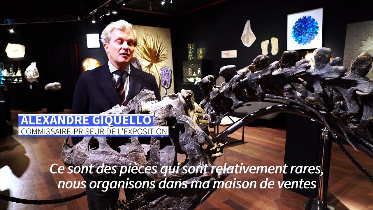 Un squelette d'allosaure, "grand-père" du T-Rex, aux enchères à Paris