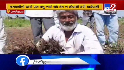 Dwarka _ Farmers themselves destroy groundnuts over crop failure_ TV9News
