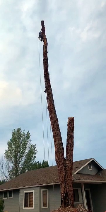 Falling Tree Slab Sticks the Landing