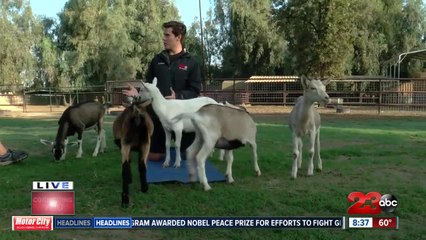 Check This Out: Goat Yoga