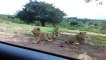 Un lion essaie d'ouvrir la portière d'une voiture