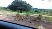 Un lion essaie d'ouvrir la portière d'une voiture