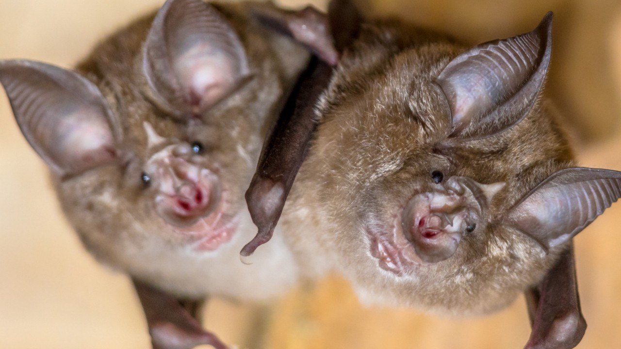 Backed By Steve Bannon, Virologists Make Batty Claim COVID-19 Is A Global Conspiracy