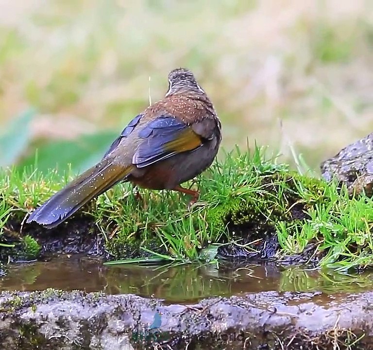 White-whiskered Laughingthrush