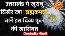 Uttarakhand: Brahma Kamal फूल जिसे खिलता हुए देख लें तो उसके भाग्य बदल जाते हैं ! । वनइंडिया हिंदी