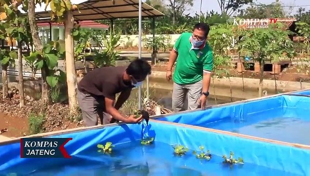 Budidaya Ikan Koi Meraup Untung di Tengah Pandemi