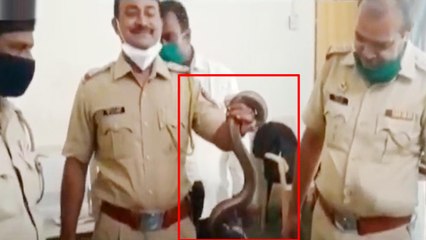 Maharashtra: One arrested for smuggling rare snake