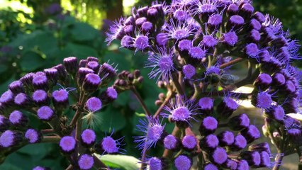 Bee @Botanic Garden Adelaide