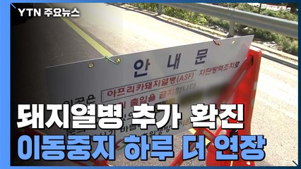 화천서 아프리카돼지열병 추가 확진...이동중지 명령 하루 더 연장 / YTN