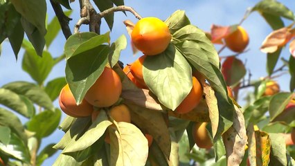 감이 주렁주렁...충북 영동군 감나무 가로수 길 / YTN
