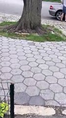 A Chipmunk or Squirrel?