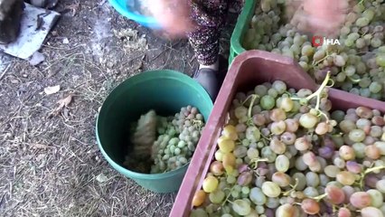 Üzüm suyu artık ayaklarla değil makinelerle elde ediliyor