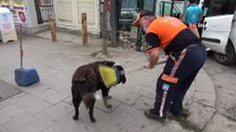 Pendik’te yürekleri ısıtan görüntü...Temizlik işçisi süpürgesiyle sokak köpeğine masaj yaptı