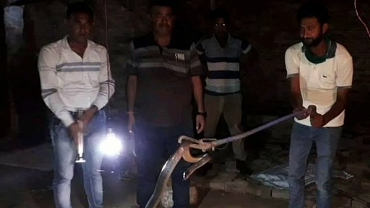 शहरी इलाके में निकला काला नाग, इलाके में मचा हड़कंप