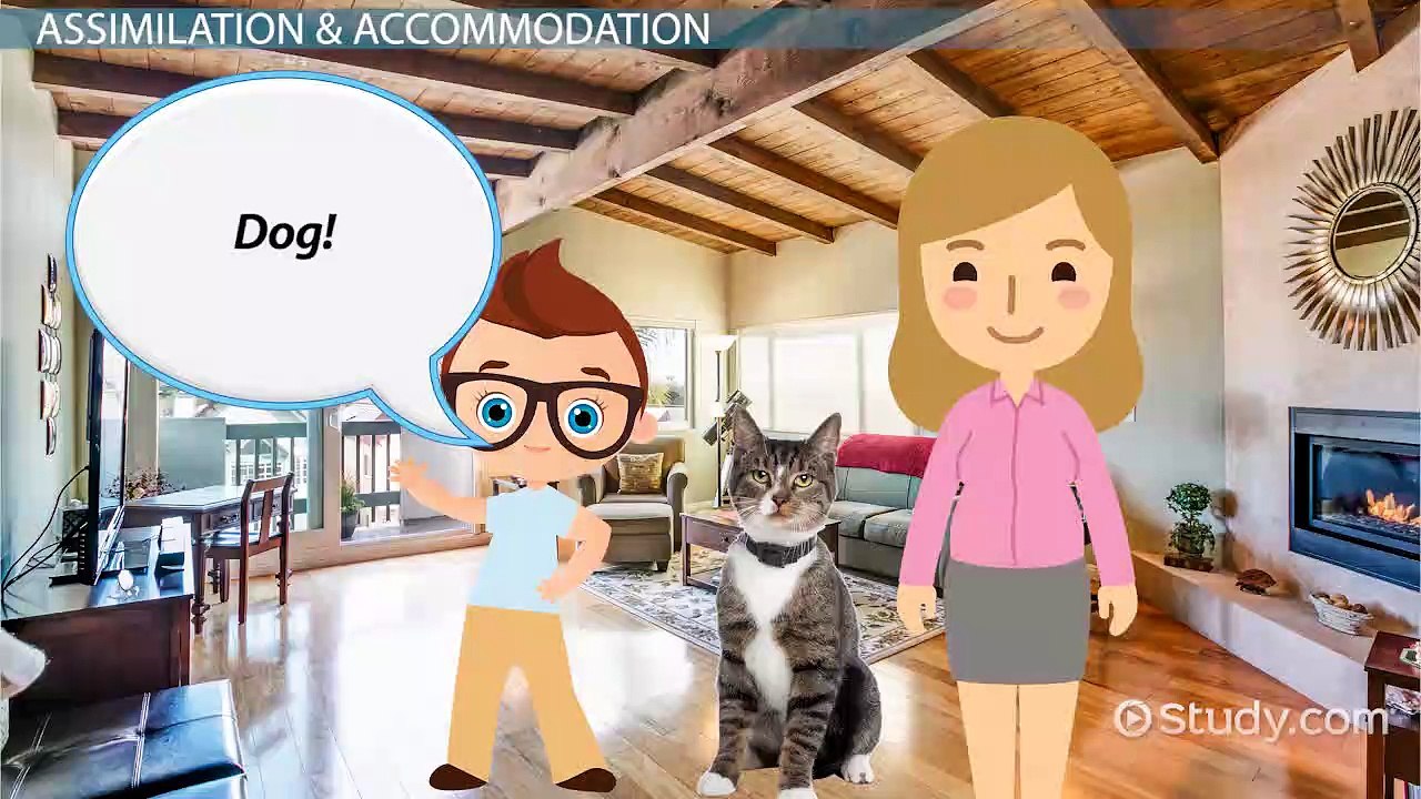 Assimilation & Accommodation in Psychology- Definition & Examples - Video & Lesson Transcript - Study.com