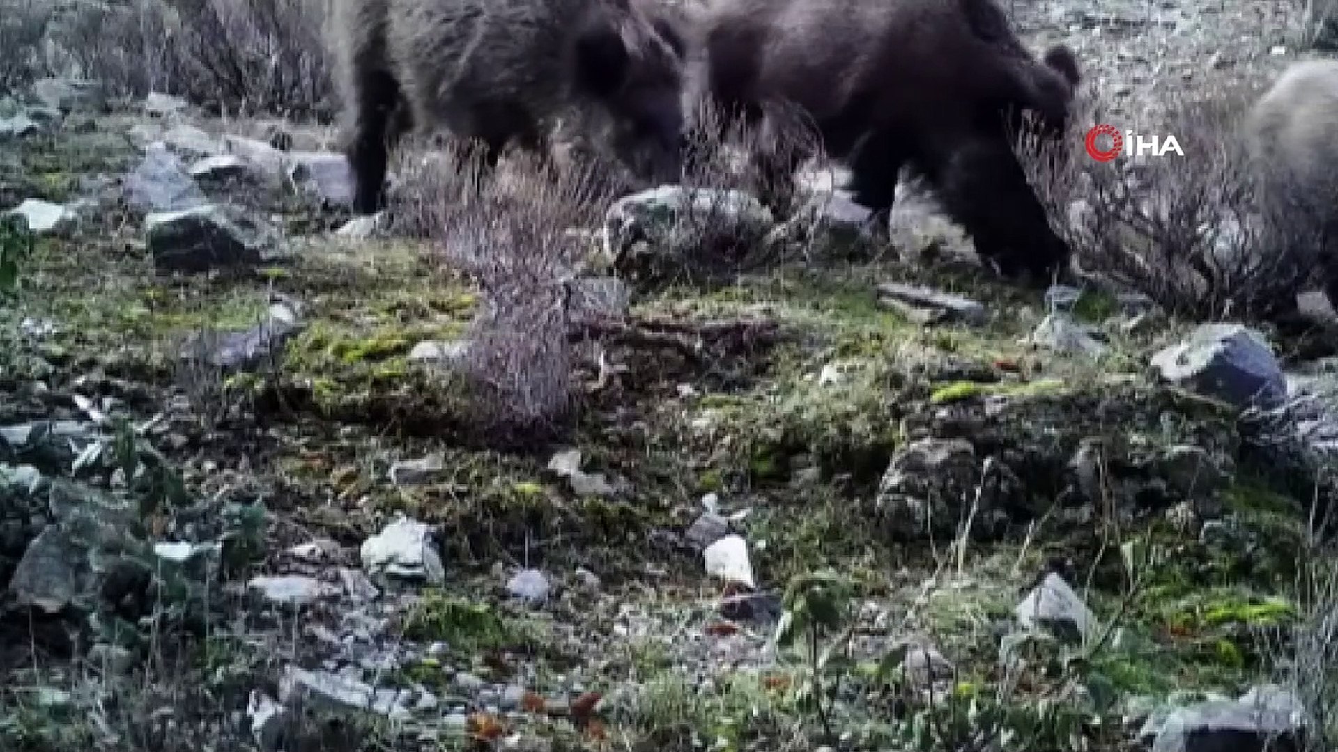 Yaban hayvanlarının görüntüsü fotokapan'a yansıdı