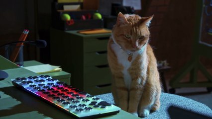 Psy i koty 3 Łapa w łapę Film - Oficjalny zwiastun