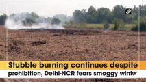 Stubble burning continues despite prohibition, Delhi-NCR fears smoggy winter