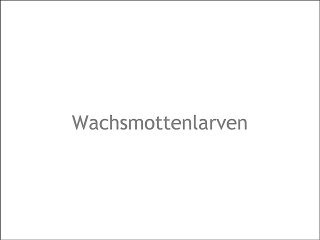 Mrs-Biens Wachsmottenlarven