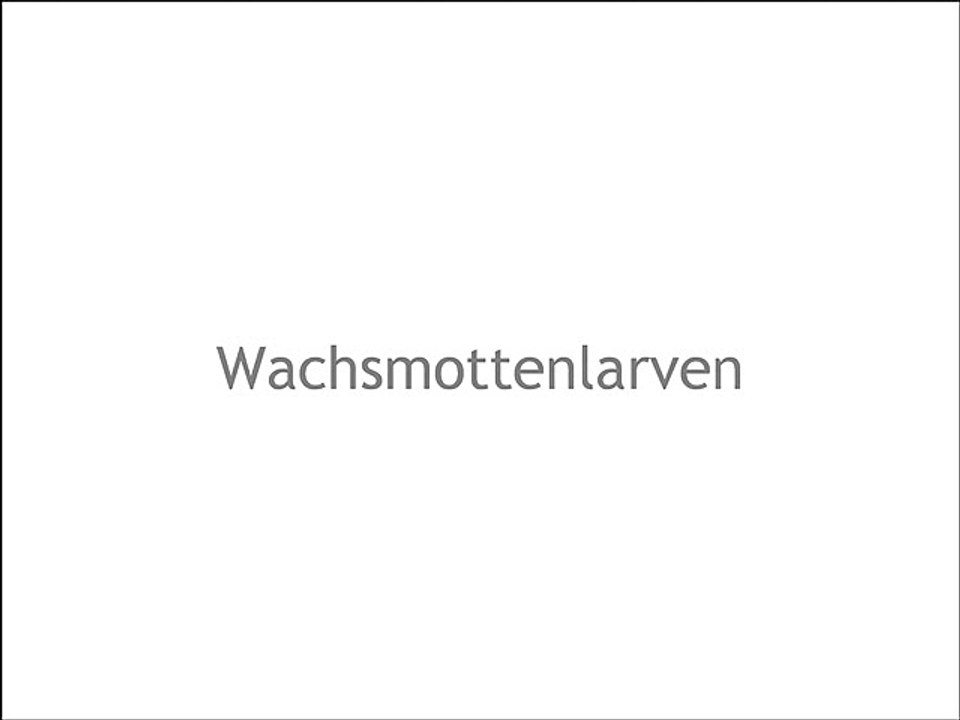 Mrs-Biens Wachsmottenlarven