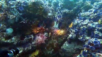 Spearfishing - Big Sur Diving with New Friends