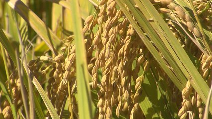 태풍에 강하고 밥맛도 좋은 신품종 쌀 첫 생산 / YTN