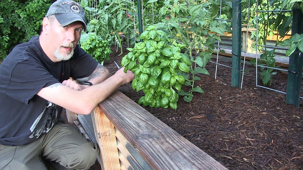 Some Tips on Pruning Basil