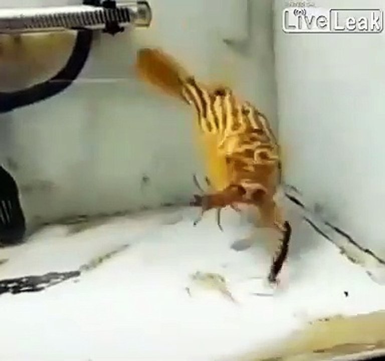Ce poisson  mange tout et n'importe quoi