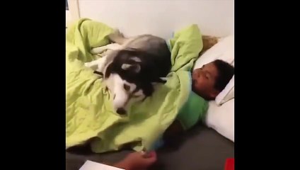 Funniest Animals - Awesome cute Pet Animals' Life Videos