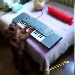Funniest Animals - Awesome Funny Animals' Life Videos 9- Funniest Animals Ever 2020
