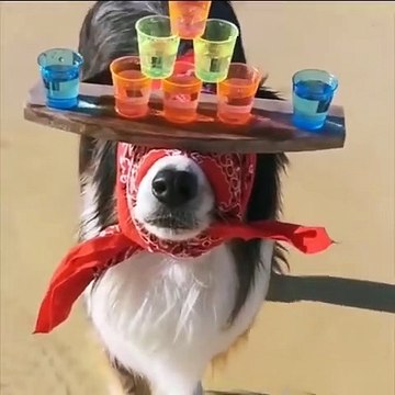 Funniest Animals - Awesome Funny Animals' Life Videos - Cutest Animals Ever