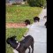 Funniest Animals  - Awesome Funny Animals' Life Videos  - Cutest Animals Ever (480p_30fps_H264-128kbit_AAC)