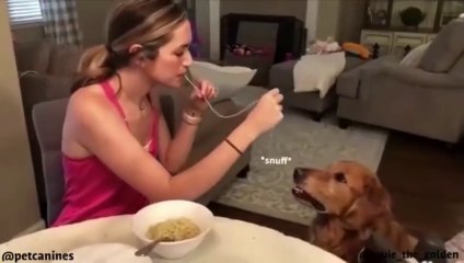 Funniest Animals  - Awesome Funny Animals' Life Videos  - Try Not To Laugh (480p_30fps_H264-128kbit_AAC)