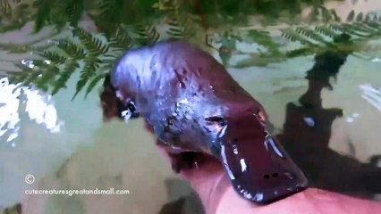 Quoi de plus mignon qu'un Ornithorynque